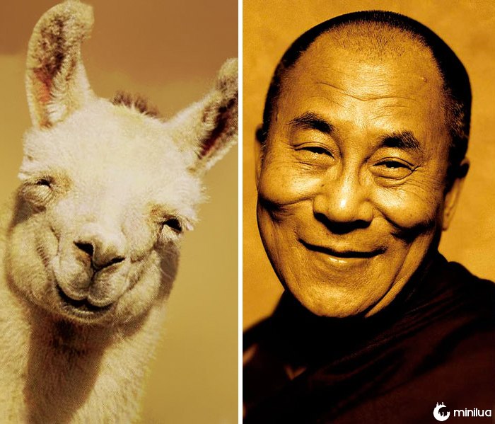 O lama feliz olha como Dalai Lama feliz
