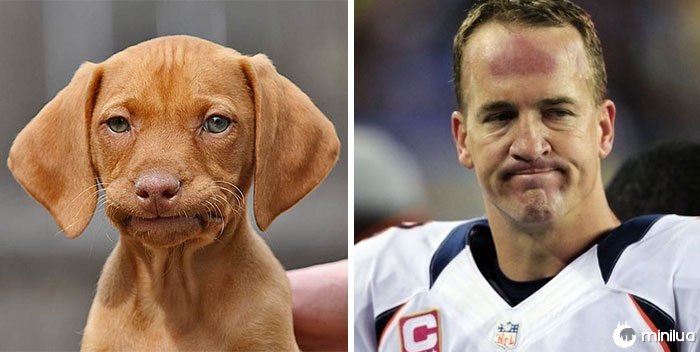 O cão triste olha como Peyton Manning