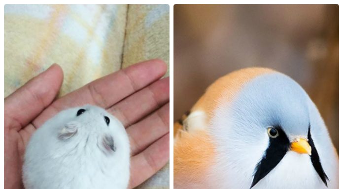 20 animais que tão redondos que rolarão diretamente para dentro do seu coração