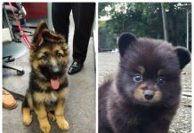 20 filhotes de cães que são adoráveis demais para serem de verdade
