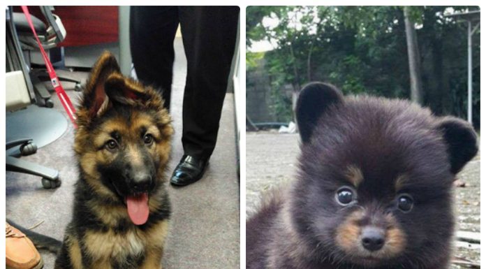 20 filhotes de cães que são adoráveis demais para serem de verdade
