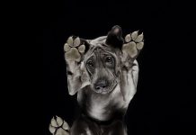 Este fotógrafo tira fotos de cachorros de um ângulo nada convencional!