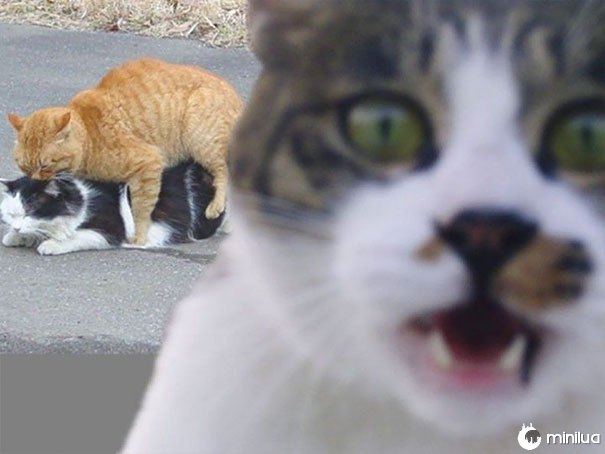 Cat Photobomb