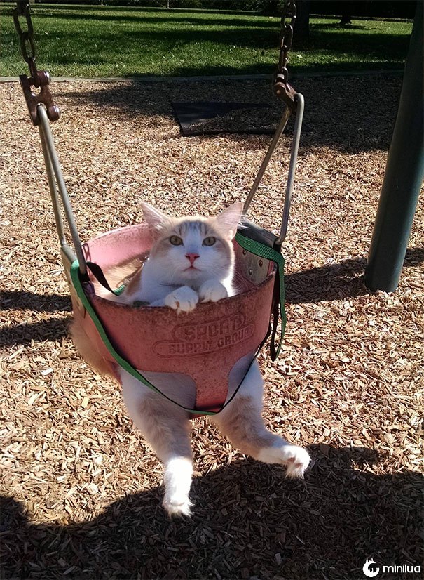 Não só ele estava balançando, ele estava em uma trela. O gato o mais paciente sempre