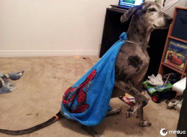 Assim nosso filho decidiu dar ao cão um cabo