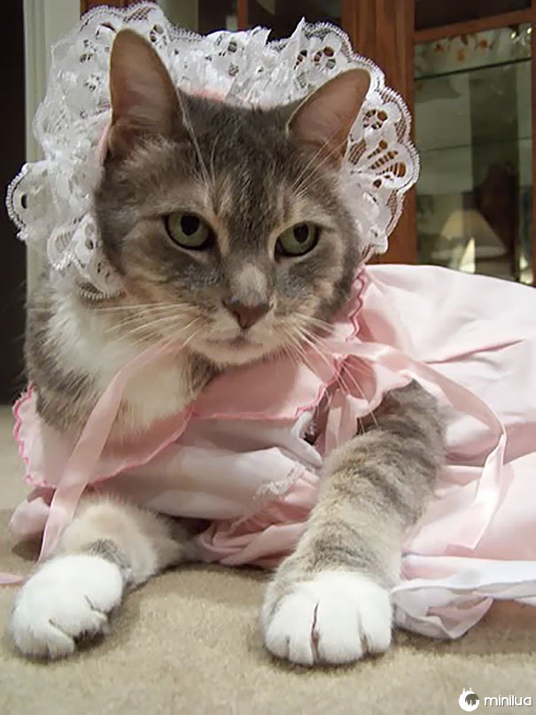 Quando você deixar o gato com sua filha por 5 minutos