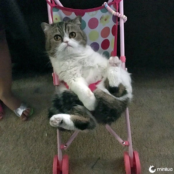 Minha filha gosta de empurrar nosso gato ao redor em um carrinho de criança. Sim, ela é Buckled em