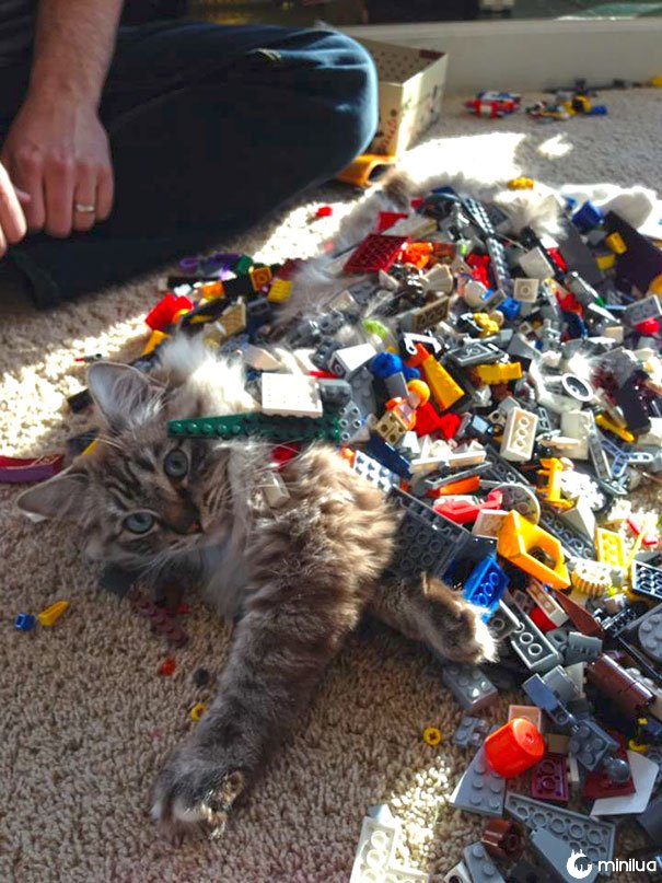 Meu filho de 5 anos está ficando bom em Legos. Ele construiu um gato