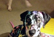 30 motivos para não deixar seus animais de estimação sozinhos com seus filhos