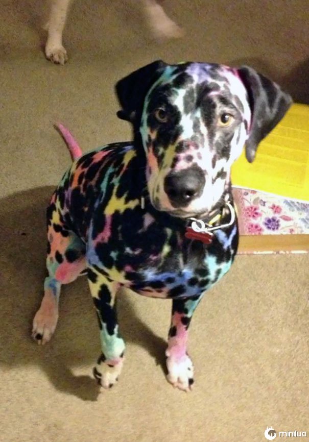 Crianças, Sharpies, e um Dalmatian faz para os tempos interessantes