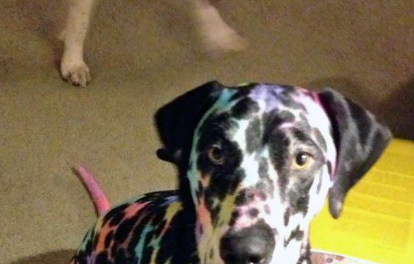 30 motivos para não deixar seus animais de estimação sozinhos com seus filhos