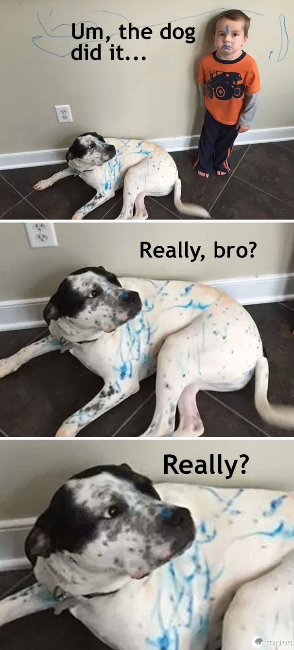 Eu não fiz isso. Era o cachorro