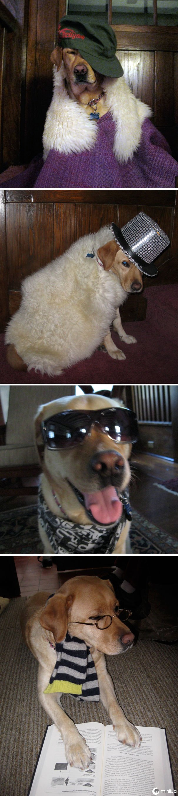 Eu percebi recentemente que minha irmã de 6 anos tem modelado nosso cão e tirando fotos dele na minha câmera