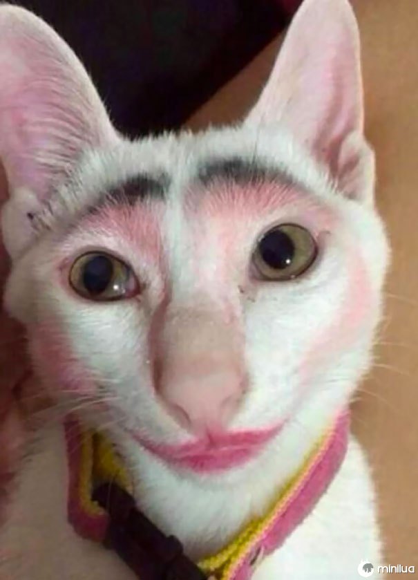 Não deixe os seus filhos sozinhos com um gato