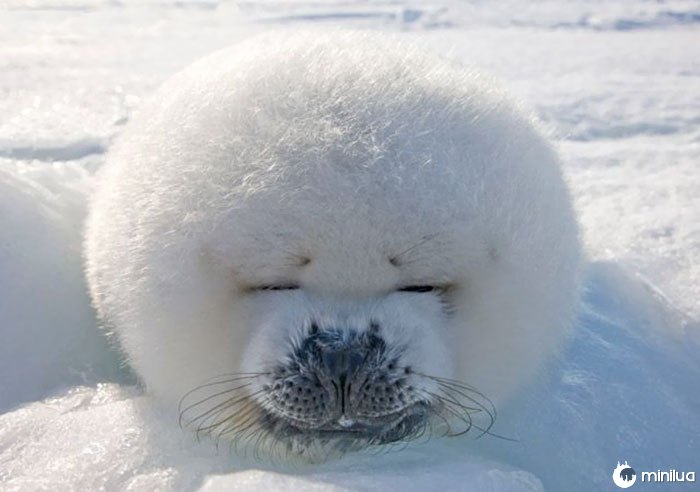 Filhote de foca