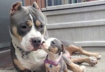 Pitbulls: uma raça não compreendida