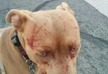 Gato enfrenta 7 pitbulls, nocauteia 5, manda dona para o hospital e sai ileso