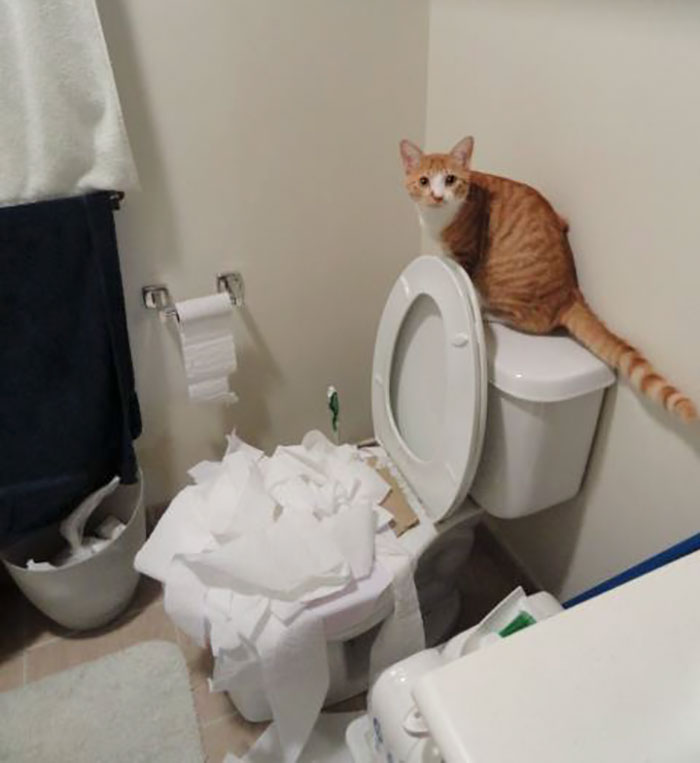 Eu fui treinamento do toalete o gato. Eu acho que ele está aprendendo muito bem