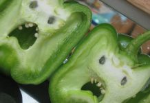 Estudo confirma que plantas e vegetais podem ouvir... e sofrer