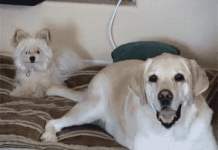 Os melhores GIFs da semana #160