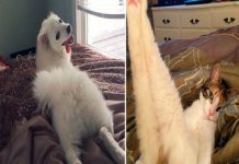 25 Animais mais fotogênicos do mundo