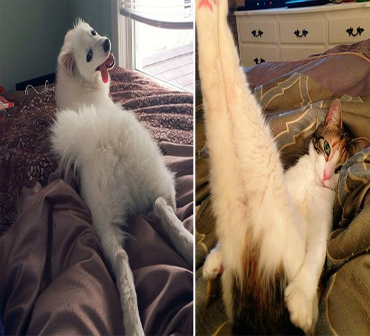 25 Animais mais fotogênicos do mundo