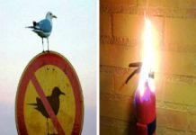 20 imagens que provam que o maior mestre da ironia é a própria vida