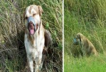 Este cão abandonado para morrer totalmente amarrado é a prova da maldade humana