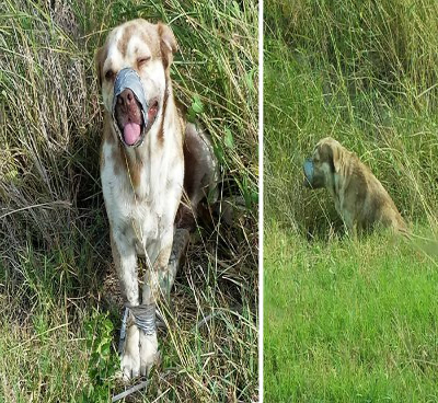 Este cão abandonado para morrer totalmente amarrado é a prova da maldade humana