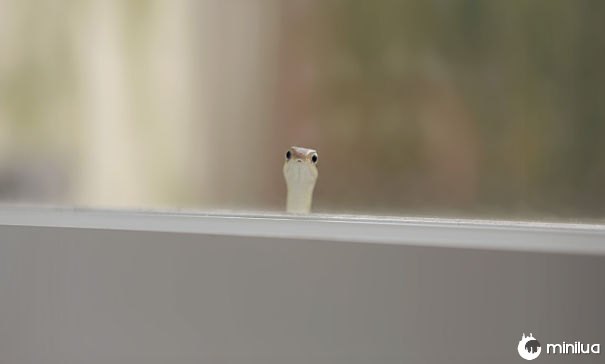Encontrado este indivíduo pequeno que espreita através de minha janela