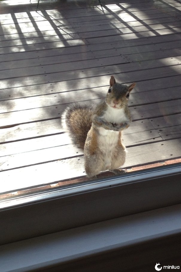 Cada manhã minha avó alimenta este esquilo um amendoim, assim que cada manhã ele mostra acima em sua porta. Este era ele hoje