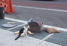 Este gatinho chorando e abandonado com todos os seus pertences no meio da rua é um reflexo da maldade humana