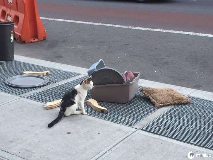 Eles deixam um gato na rua 