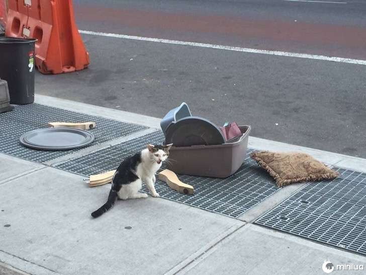 gato na rua com seus brinquedos 