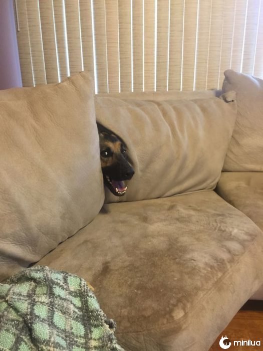 esconido cão no sofá