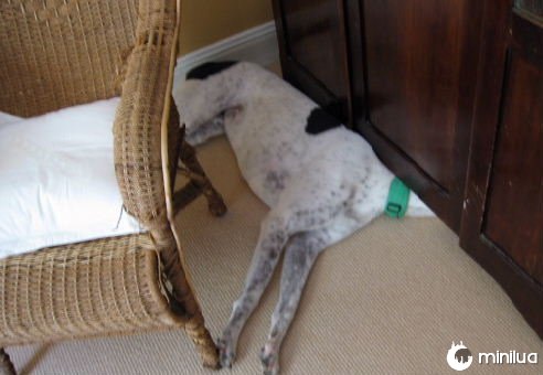 cão com a cabeça para baixo móveis