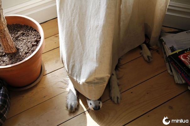 cão escondido nas cortinas