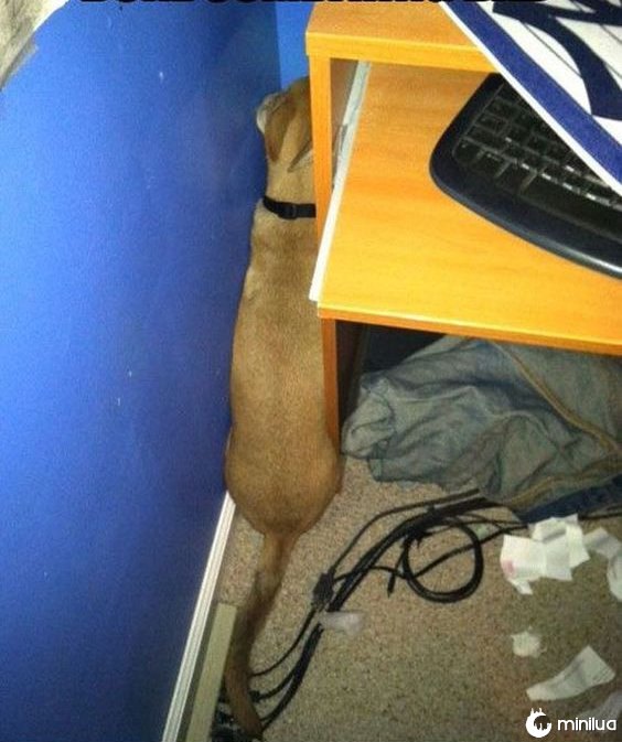 Cão que esconde em um armário ea parede 