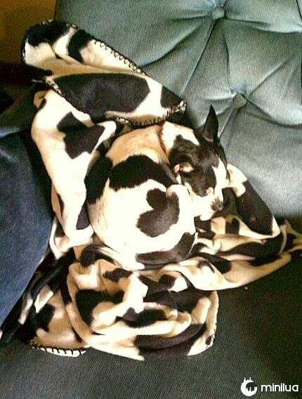 cão camuflada com cobertor
