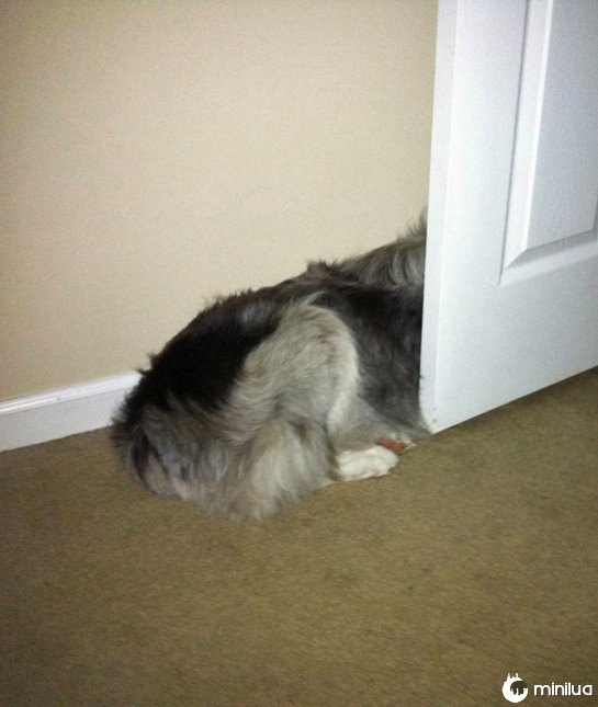 Cão que esconde atrás da porta