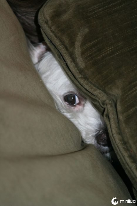 cão escondido no sofá