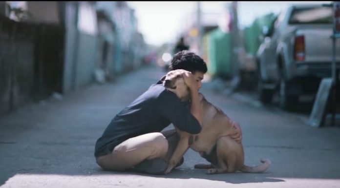 Essa é a reação de um cachorro de rua ao ser abraçado por uma pessoa desconhecida