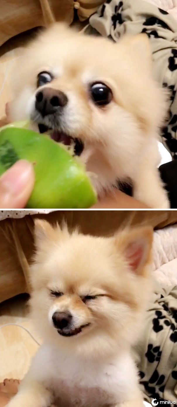 Mimi tenta um limão pela primeira vez