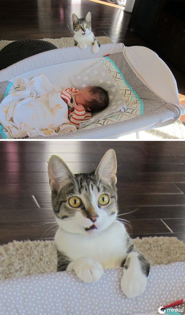 Nós esquecemos de dizer a nosso gato que nós tivemos um bebê