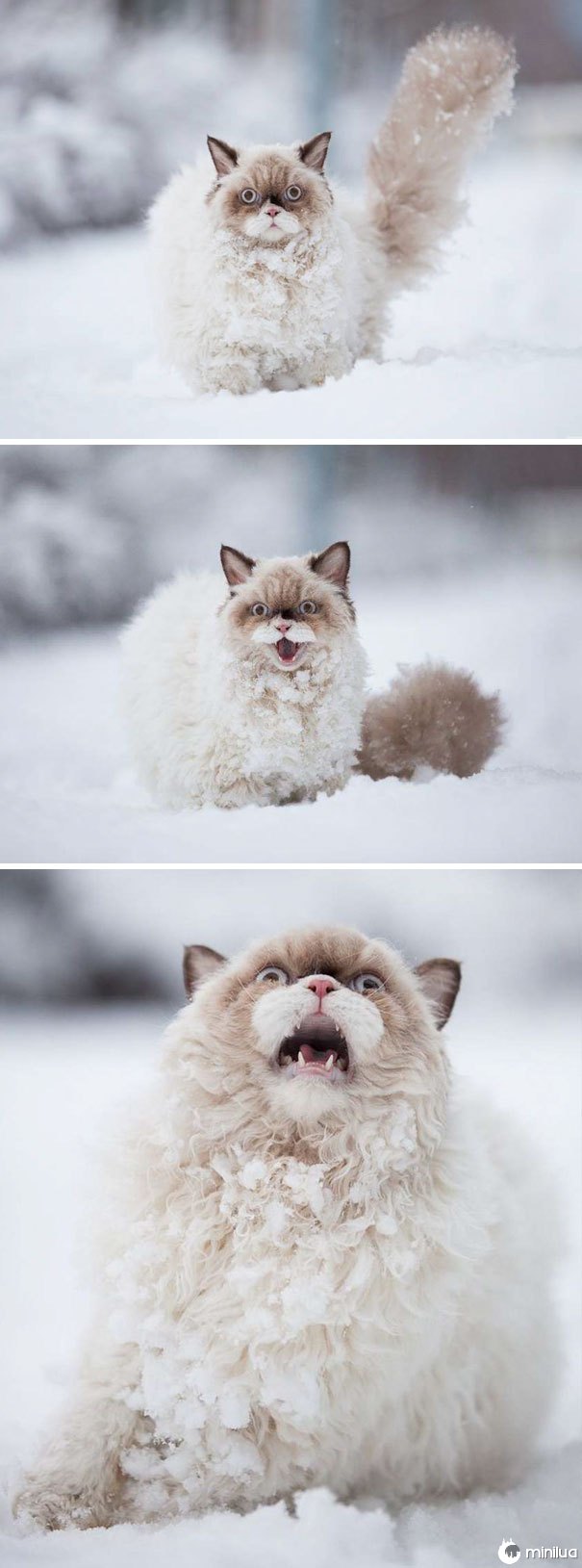 Este gato descobre a neve pela primeira vez