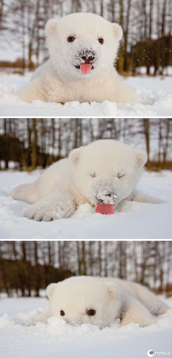 Este urso polar do bebê viu a neve pela primeira vez