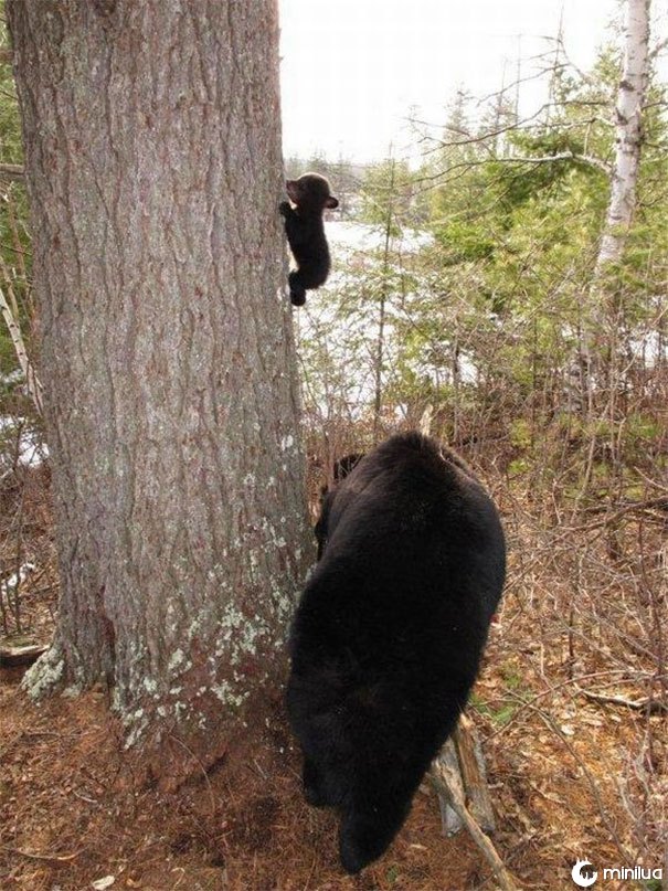 Primeira lição de escalada do urso do bebê
