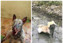 15 cães que foram brincar na lama e... Meu deus!