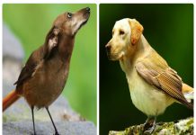 22 imagens que mostram como seria se os cães trocassem de cabeça com os pássaros