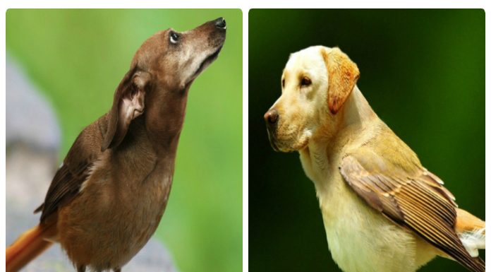 22 imagens que mostram como seria se os cães trocassem de cabeça com os pássaros